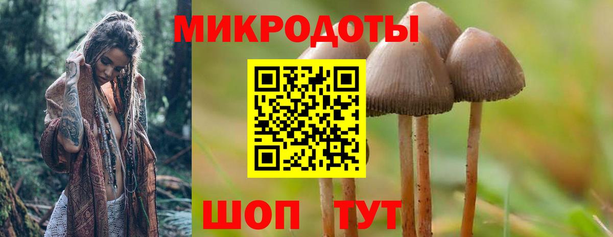 Галлюциногенные грибы Psilocybine cubensis Ставрополь